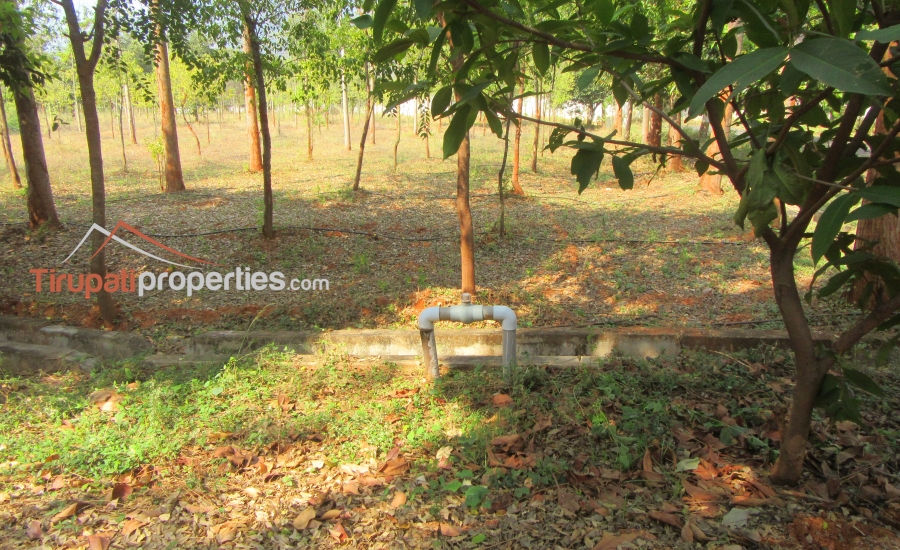 #FarmLands With #Sandalwood Plantation #PlotsforSale Near Ithepalli - Benguluru Highway, #Tirupati